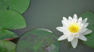 Beautiful white water lily in the pond.视频素材模板下载