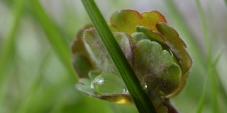 美丽的绿色植物带着圆圆的叶子，带着一滴露水，水，雨
