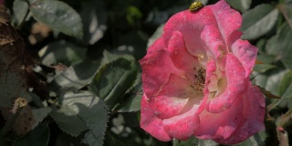 粉红色的玫瑰花在花园里与黄色的瓢虫在花瓣4K