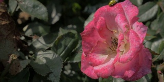 粉红色玫瑰花在花园里与黄色瓢虫4K
