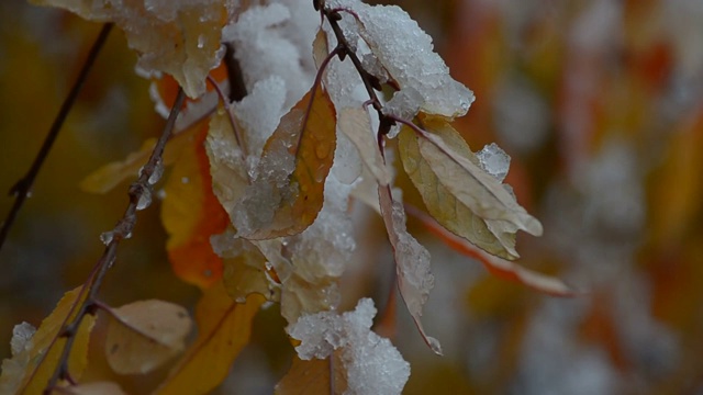 雪花落在五彩缤纷的秋叶上