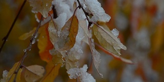 雪花落在五彩缤纷的秋叶上