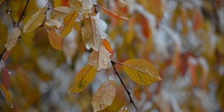 雪花落在五彩缤纷的秋叶上