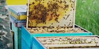 蜜蜂用蜂蜜和蜜蜂做蜂巢。