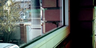 大黄蜂被锁在房子里，敲着窗户玻璃想出去