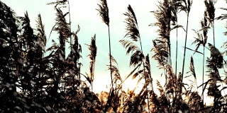 冬天的芦苇在有风的日落上