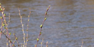 湖边长着嫩芽的春柳。