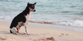 可爱的狗坐在沙滩上打哈欠