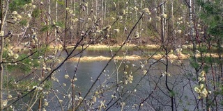 湖边长着嫩芽的春柳。