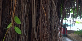 旅行发现古树与许多根