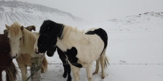 雪中的冰岛马