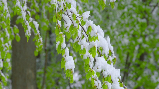 冬日的突然回归——雪白的新鲜绿叶——倾斜的相机