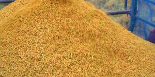 在农业季节，水稻从拖拉机收割到储存