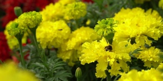 黄金盏花和大黄蜂收集花粉。花园里或公园里的花