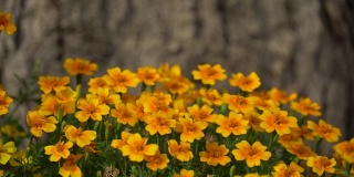 花园里亮橙色的花。公园里黄色的小花。高清视频画面