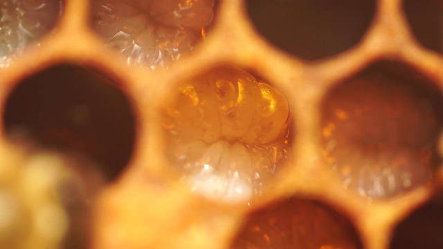 较老的幼虫在开放的细胞。蜜蜂窝