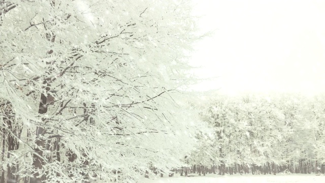 林间有冰冻的树木和雪花