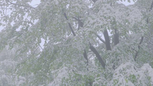 在5月的一个雾蒙蒙的春天里，冬天突然回来了——白雪皑皑的山毛榉带着新鲜的绿色树叶——倾斜的相机