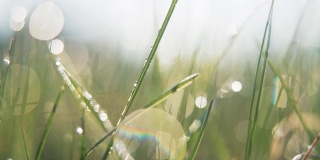 露珠在明亮的绿色草地上闪耀着太阳的光芒。