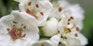 春天白色的山楂花。