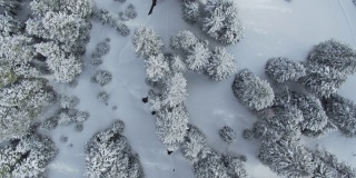鸟瞰积雪覆盖的树木