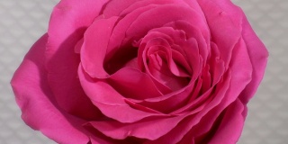 粉色玫瑰开花