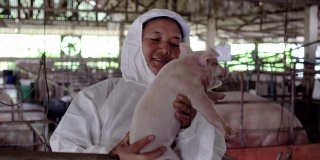 4k视频拍摄亚洲兽医在工厂化养猪场照顾和抱着一头幼猪的场景，家畜和家畜概念