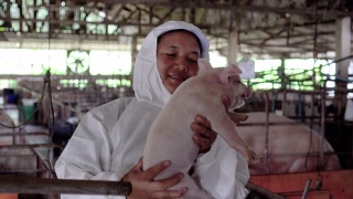 4k视频拍摄亚洲兽医在工厂化养猪场照顾和抱着一头幼猪的场景，家畜和家畜概念视频素材模板下载