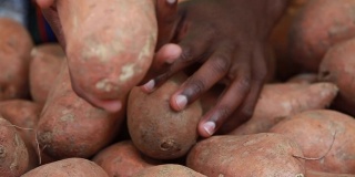 公开市场-展出的红薯