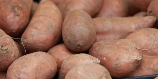 公开市场-展出的红薯