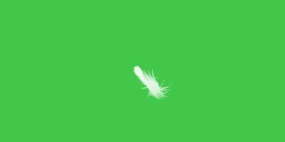 羽毛落下慢动作绿屏。