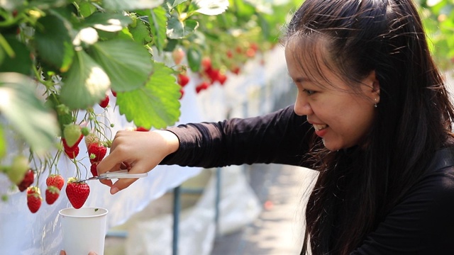 在日本的草莓有机农场，一名亚洲年轻女子用剪刀把草莓切成纸杯。