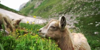 在瑞士阿尔卑斯山牧场上的山羊