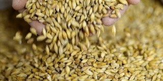 一位农民将手中的金色麦芽倒入袋中，用来酿造精酿啤酒或威士忌