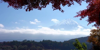 美丽的富士山与枫树在秋天的日本