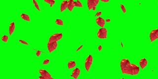 秋叶落在绿色屏幕上，色度键编辑背景