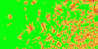 爆炸性的秋叶飘落，绿屏色度键可编辑背景