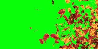 爆炸性的秋叶飘落，绿屏色度键可编辑背景