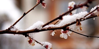 果树枝头绽放着春雪。电影替身拍摄