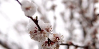 一种罕见的现象。在春天雪。白雪覆盖着的开花苹果树的树枝。雪的花。气候变化