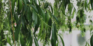 雨后柳枝在阴天