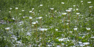 美丽的白花睡莲在湖里和许多蜻蜓飞