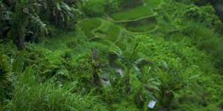 稻田边下雨边梯田。中国广西热带雨落绿稻种植园。农业产业。农业和农业概念