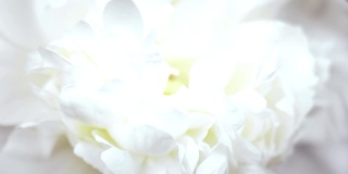 美丽的白色牡丹背景。盛开的牡丹花开了，时光流逝，特写。婚礼背景，情人节的概念。4K超高清视频延时