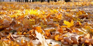 黑色SUV快速行驶在空旷的道路上，越过公园的黄叶。五颜六色的秋叶从车轮下飞了出来。一辆大马力的汽车在阳光明媚的日子穿过小巷。低角度的观点
