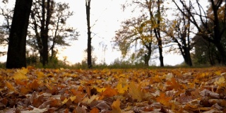 在空旷的森林里，黄色的秋叶落在地上。公园里的草坪上覆盖着落叶。美丽多彩的秋天。模糊的背景景观。低角度视角慢动作