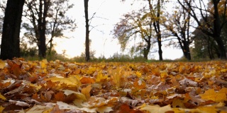 近距离观看空旷的秋天森林在日落。黄色的枫叶散落在林地的草坪上。微风轻轻吹过公园地上多彩的树叶。低角度视角慢动作