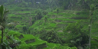 稻田稻田边热带雨。越南萨帕的梯田上的雨水。农业和粮食工业。农业的概念