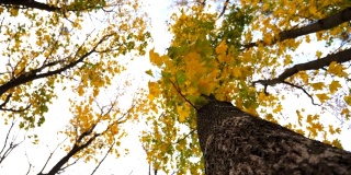 绕着一根老枫树树干旋转，背景是蓝天。茂密的枝叶在秋风中轻轻摇曳。美丽多彩的秋天。慢动作