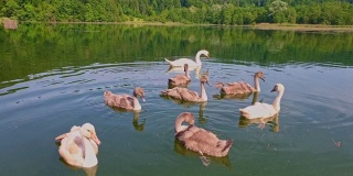 湖中的天鹅家族和小鸡们
